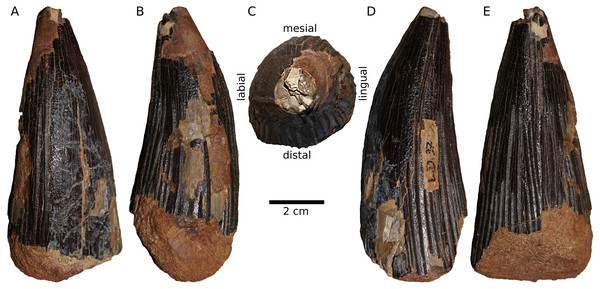 Figure 3: NMB L.D.37, the type of Ischyrodon meriani , in (A) mesial, (B) lingual, (C) apical, (D) labial, and (E) distal view. Download full-size image DOI: 10.7717/peerj.13244/fig-3