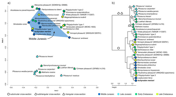 Figure 4: Multivariate analyses. Results of the principal coordinates analysis (A), which show the morphospace occupation of the type specimen of Ischyrodon meriani (NMB L.D.37) among Jurassic and Cretaceous pliosaurid taxa, through principal coordinates 1 and 2, and results of the cluster analysis (B). Graphic representation and color scheme of the results follow Zverkov et al. (2018) . Download full-size image DOI: 10.7717/peerj.13244/fig-4