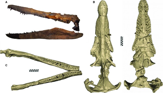 DORCM G.13 675 skull and digital models. (A) Skull and lower jaws, left lateral view; (B) CT reconstruction of the original skull, dorsal and ventral view; (C) lower jaws, dorsal view. Scale bar: 20 cm.