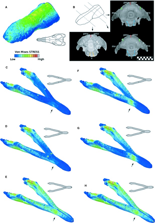 FEA model and CT-scans of DORCM G.13 675. (A) Rostrum von Mises stress visualisation. (B) Rostrum suture interpretation; green, pmx-mx; red, pmx-pmx; light-blue, v-mx; orange, v-pmx. Scale bar: 10 cm. (C–H) Lower jaws, von Mises stress visualisation; (C–E), bilateral loads; (F–H), unilateral loads. Arrows indicate the key von Mises stress area caudal to the mandibular symphysis.