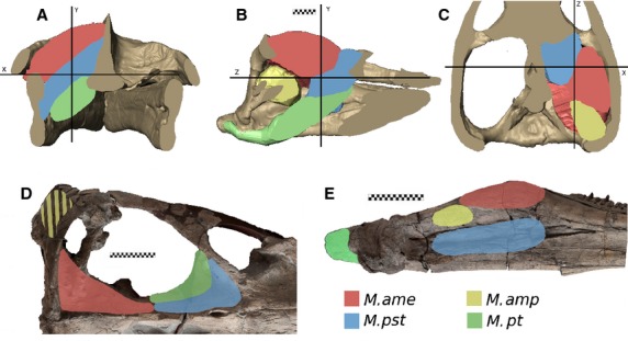 DORCM G.13 675 Simplified muscle group reconstruction and muscle attachment. (A) Transverse section. (B) Sagittal section. (C) Longitudinal section. (D) Skull adductor muscle attachment sites, dorsal view of the left temporal fossa. (E) Lower jaw adductor muscle attachment sites, medial view of the left mandibular ramus. Scale bar: 10 cm (A–C); 20 cm (D,E).