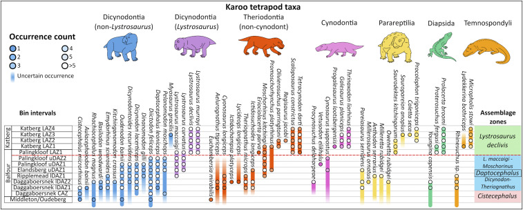 Stratigraphic ranges of the 53 Karoo fossil tetrapod species included in this study with occurrence counts (infilled circles) in each bin interval. The dashed red line indicates the Daptocephalus – Lystrosaurus declivis Assemblage Zone boundary, the traditional PTB in the Karoo Basin. Some species have lower-resolution stratigraphic data, and these were included here (but not in the analyses) to show uncertain first or last occurrences for specific species in our study.