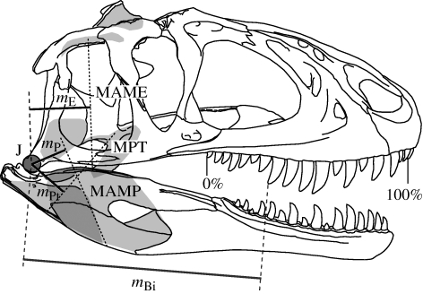 Biomechanical profiling by application of a simple biomechanical model and standardization of tooth row length. The skull of Sinraptor (modified from Currie & Zhao 1993 ) is shown with attachments and lines of action of three major muscle groups; M. adductor mandibulae externus group (MAME), M. adductor mandibulae posterior group (MAMP), and M. pterygoideus group (MPT). The distances from the jaw joint (J) to these lines of action are the effort arms ( m E , m P and m Pt for each muscle group, r