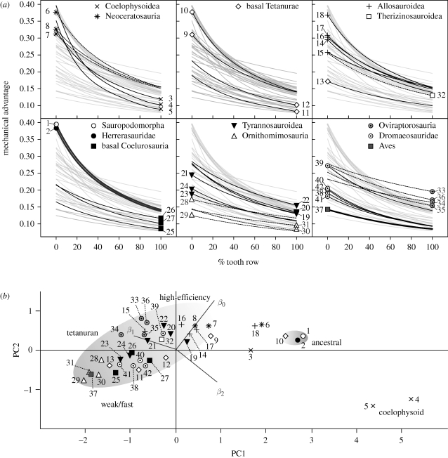 Biomechanical profile plots and function space occupation. ( a ) Best-fit polynomial lines for MA against per cent tooth row in 41 theropod taxa and Plateosaurus represent biomechanical profiles of biting efficiency along the entirety of the tooth rows. Vertical position relates to the magnitude of MA, slope relates to the degree of change in MA along the tooth row and curvature relates to the degree of change in slope along the tooth row. ( b ) A plot of the first two principal components (PC) 