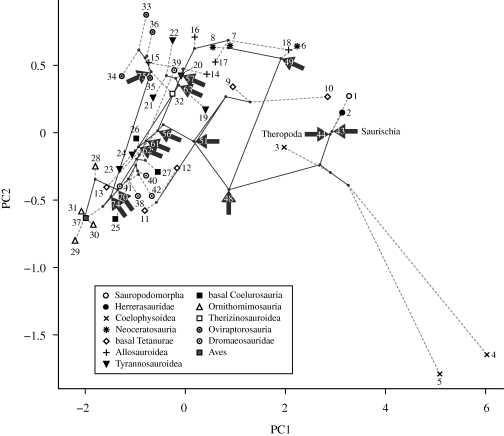 Evolution of function space occupation. The evolution of function space occupation can be traced through ML ancestor estimation and PCA on the terminal and nodal values. PC1 and PC2 account for 90.6% and 8.9% of the total variance, respectively (axes are not to scale; PC2 is exaggerated for graphical purposes only and should not be read literally). Internal nodes are displayed as grey points and nodes at major clades are indicated by arrows. Internal and terminal branches are shown in solid and 