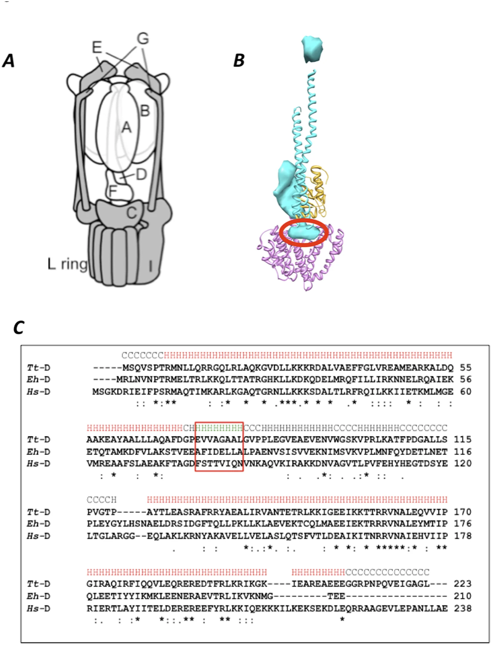 Fig 1. V o V 1 and the short helix of V 1 -D subunit.
