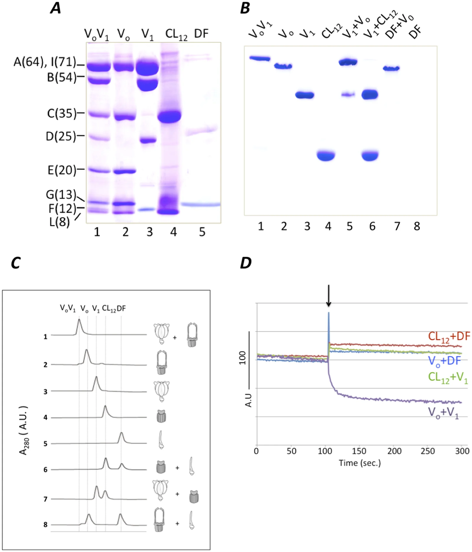 Fig 2. Analysis of reconstitution of complexes and subcomplexes.