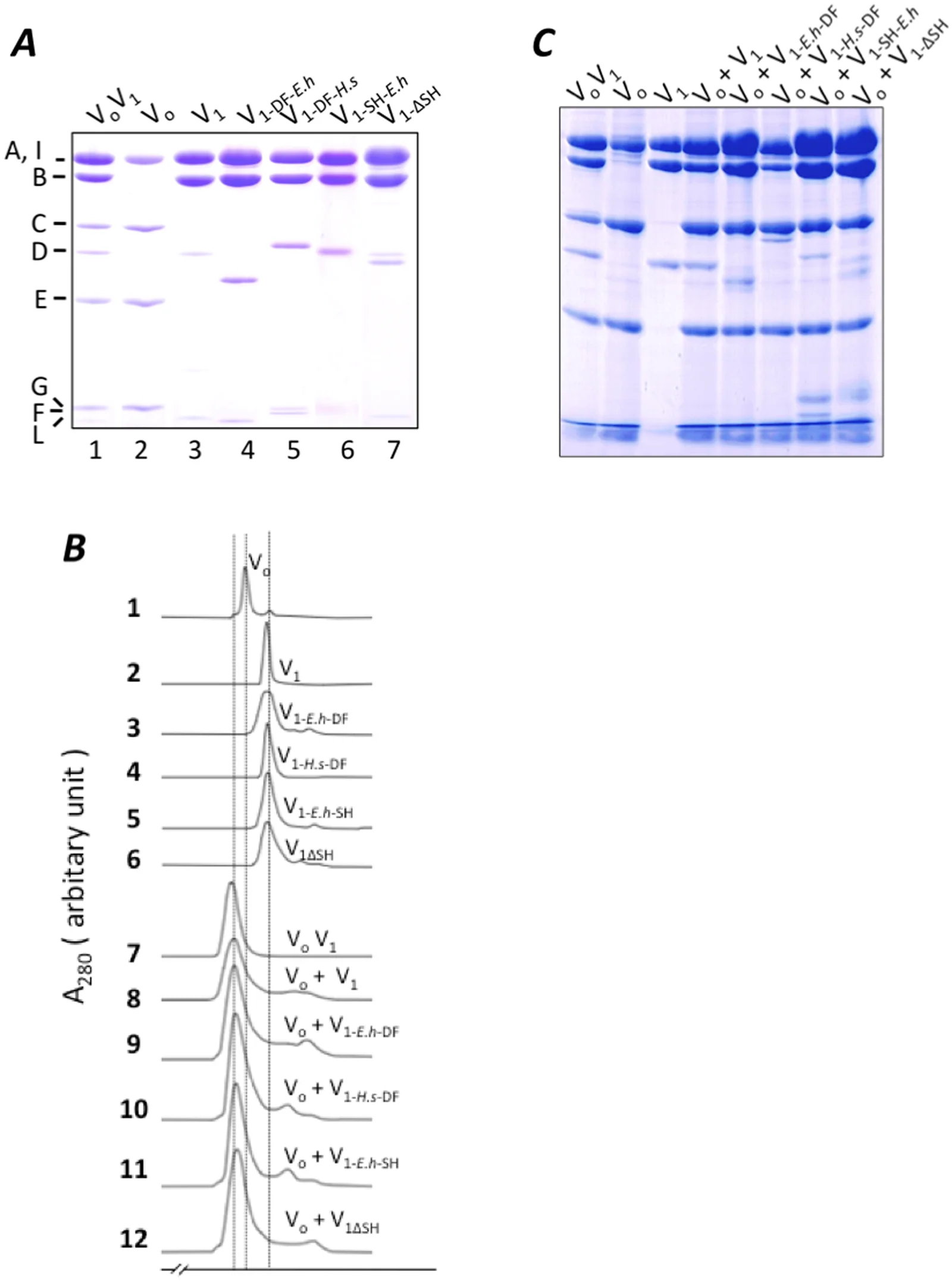 Fig 3. Analysis of reconstituted V 1 with V o .