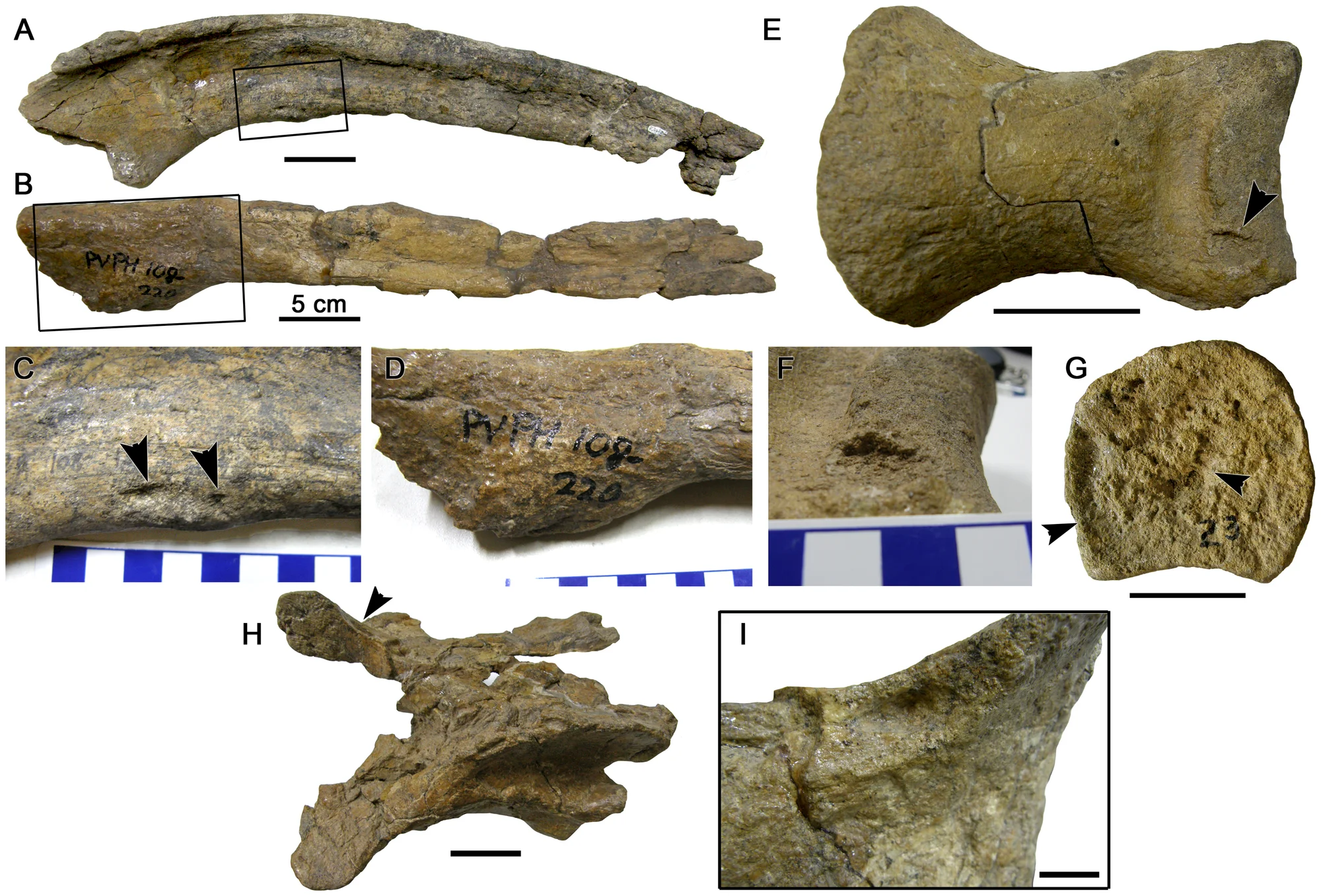 Figure 1. Pathological postcranial elements in Mapusaurus roseae .