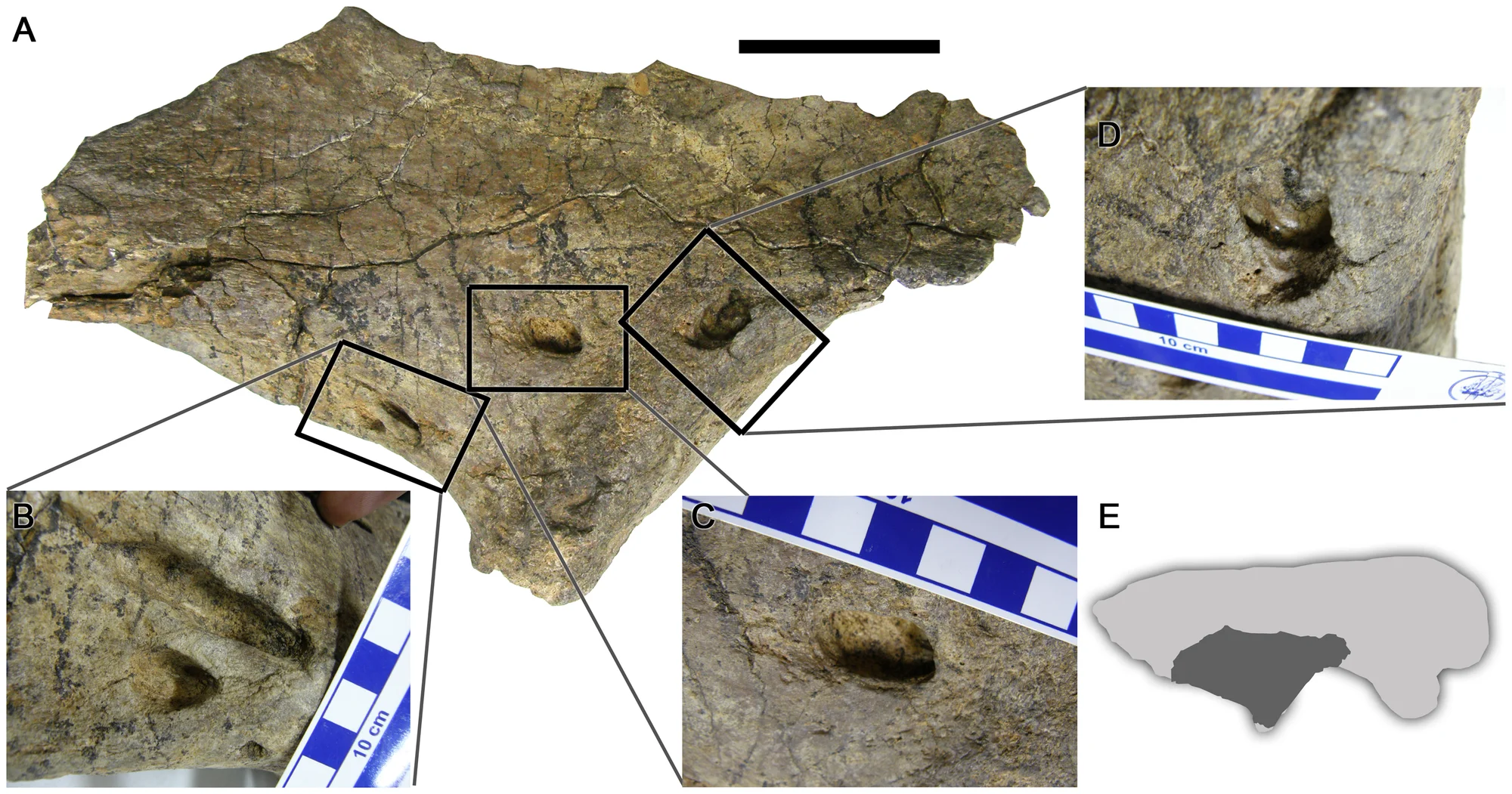 Figure 2. Abnormalities in a partial Mapusaurus roseae right ilium (MCF-PVPH 108–181).