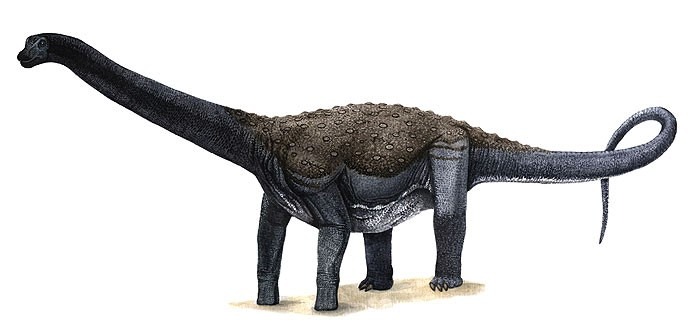 Vista lateral de Maxakalisaurus topai mostrando as proporções corporais do titanossauro.