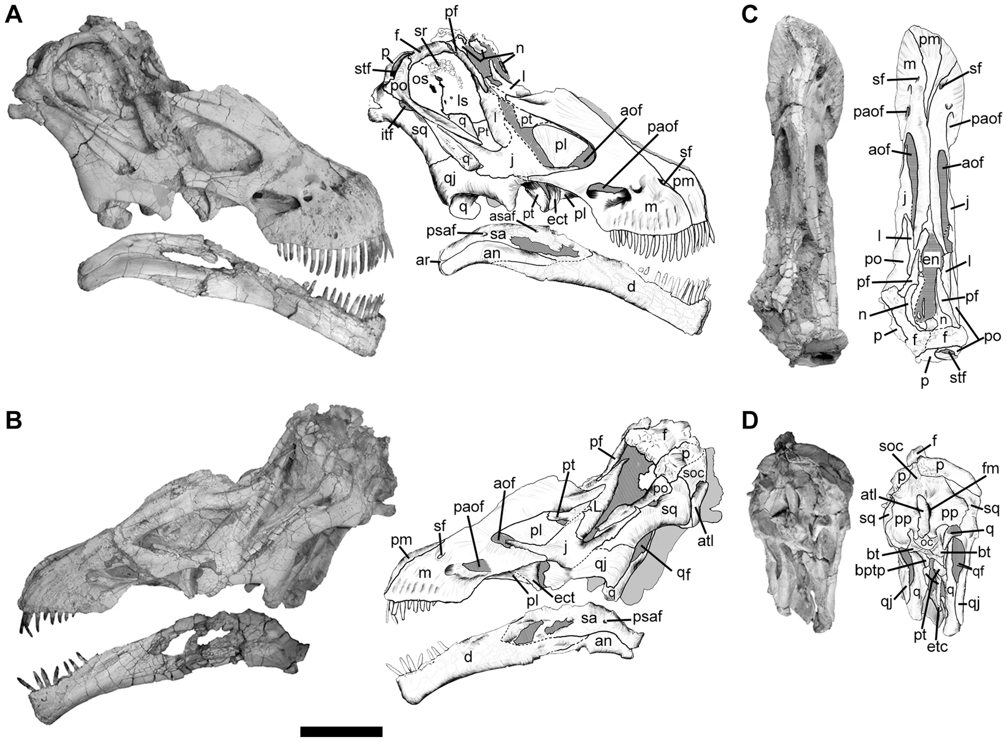 Figure 1. Skull of Tapuiasaurus macedoi , gen. n. sp. n.