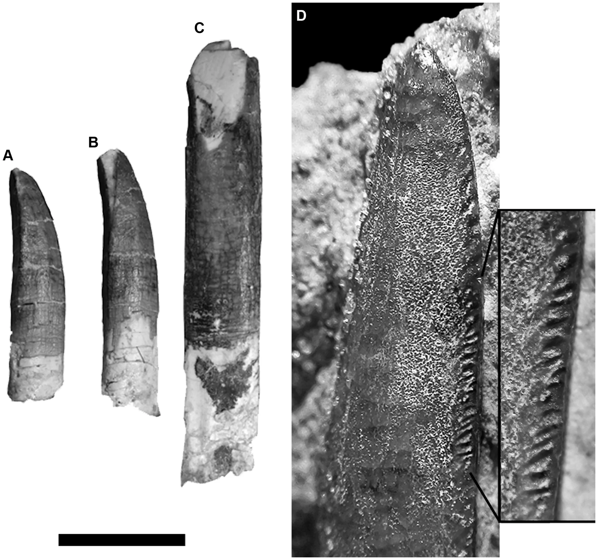 Figure 2. Dentition of Tapuiasaurus macedoi , gen. n. sp. n.