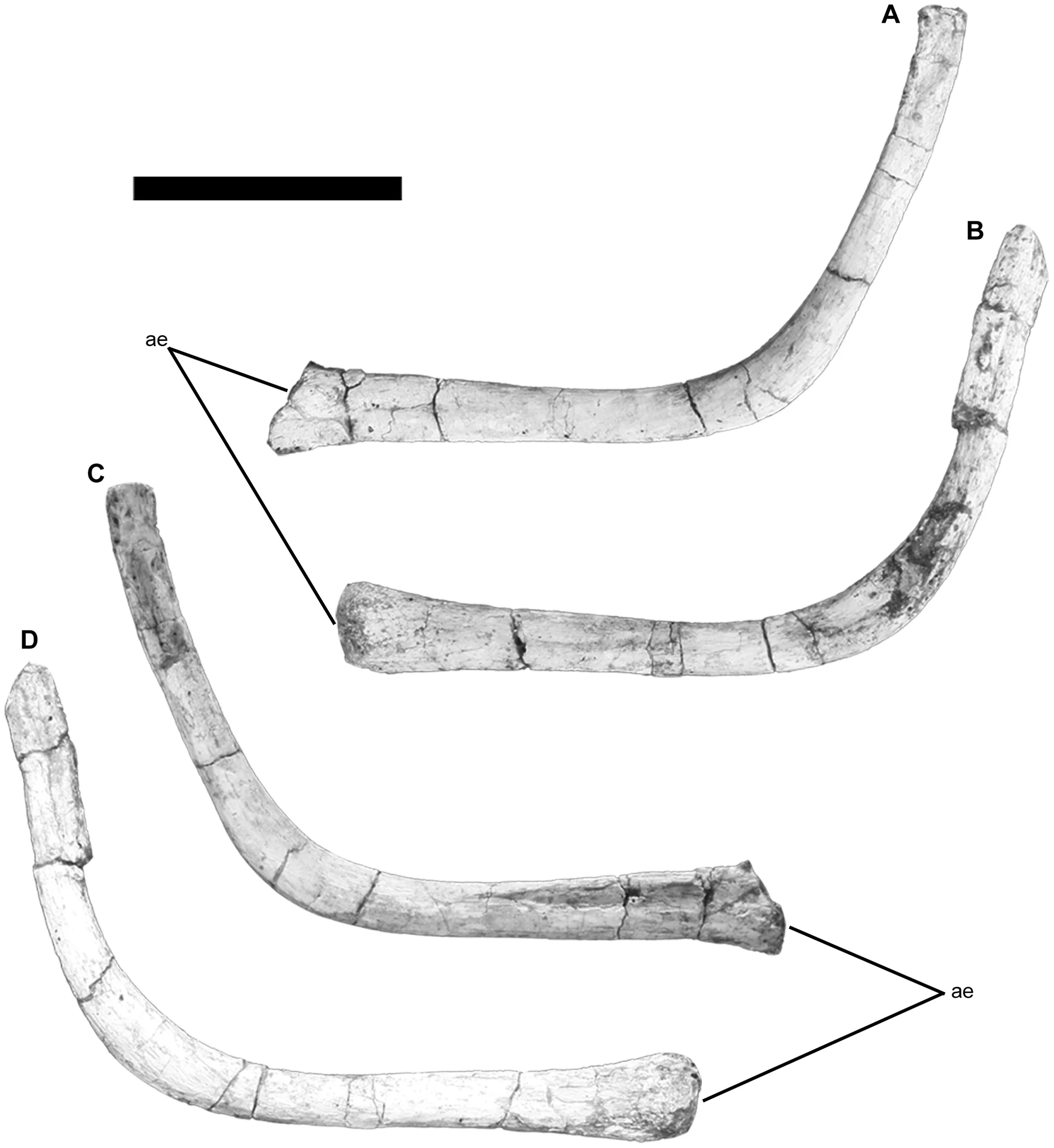 Figure 3. Hyoid apparatus of Tapuiasaurus macedoi , gen. n. sp. n.