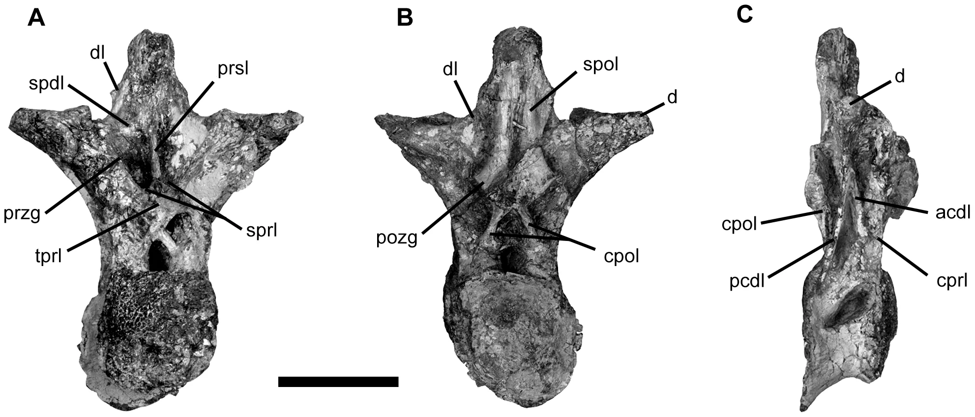 Figure 4. Vertebrae of Tapuiasaurus macedoi , gen. n. sp. n.