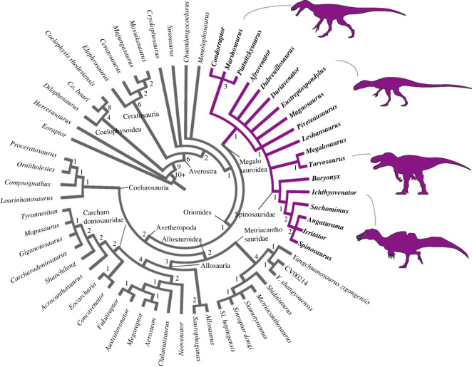 Results of phylogenetic analysis. Strict consensus cladogram of the most parsimonious trees retrieved (tree length = 1067; CI = 0.407; RI = 0.677), Bremer support is displayed below each node. The highlighted and illustrated clade represents Megalosauroidea. Silhouettes were downloaded from phylopic.org; see Acknowledgements.