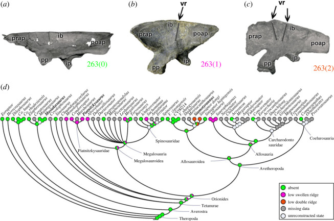 Evolutionary history of character 263 (ilium, vertical ridge on lateral surface of blade dorsal to acetabulum) and the ancestral state reconstruction. Illustration of the left ilium in lateral view: ( a ) Masiakasaurus FMNH PR 2485; ( b ) Piatnitzkysaurus MACN-Pv-CH 895; ( c ) Siamotyrannus PW 9-1. ( d ) Phylogenetic tree of Tetanurae showing the reconstruction of ancestral character state for each node. ( a ) modified from [ 80 ] and ( c ) modified from [ 6 ]. Not to scale. ib, iliac blade; ip,