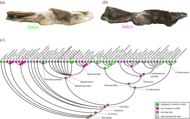 Evolutionary history of character 264 (ilium, posterior width of brevis fossa) and the ancestral state reconstruction. Illustration of the right ilium in ventral view: ( a ) Megalosaurus OUMNH J.13560; ( b ) Eustreptospondylus OUMNH J.13558/E01. ( c ) Phylogenetic tree of Tetanurae showing the reconstruction of ancestral character state for each node. Not to scale. ac, acetabulum; bf, brevis fossa; ip, ischiadic peduncle; pp, pubic peduncle.