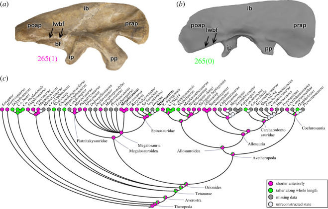Evolutionary history of character 265 (ilium, height of lateral wall of brevis fossa relative to medial wall) and the ancestral state reconstruction. Illustration of the right ilium in lateral view: ( a ) Megalosaurus OUMNH J.13560; ( b ) Spinosaurus FSAC-KK 11888. ( c ) Phylogenetic tree of Tetanurae showing the reconstruction of ancestral character state for each node. ( b ) Based on the three-dimensional digital model provided by Sereno et al. [ 16 ]. Not to scale. bf, brevis fossa; lwbf, lat