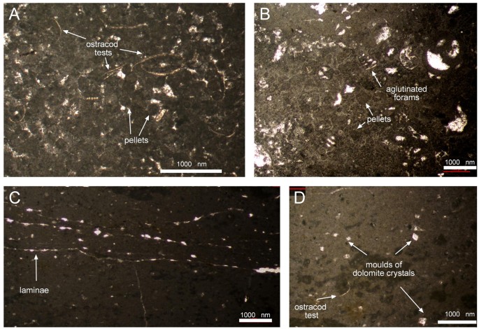 Figure 4: Thin sections of sediment samples IPS87258, IPS87264 and IPS87259 collected both on track surface level and tracks overfill.