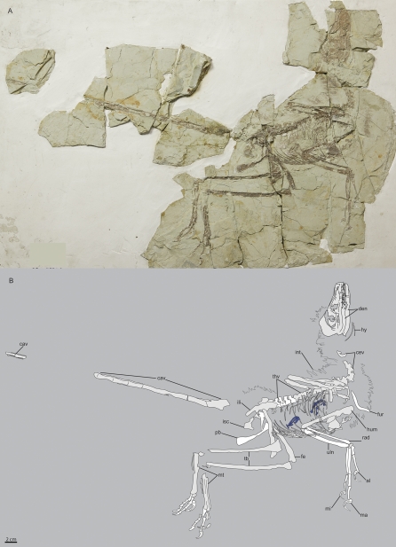 Photograph ( A ) and line drawing ( B ) of IVPP V17972A. Anatomical abbreviations: ald, alular digit; cav, caudal vertebrae; cev, cervical vertebrae; den, dentary; fe, femur; fur, furcula; hum, humerus; hy, hyoid bones; ili, ilium; int, integument; isc, ischium; mad, major digit; mid, minor digit; mt, metatarsals; pb, pubis; rad, radius; tb, tibia; thv, thoracic vertebrae; ul, ulna.