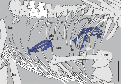 Detail line drawing of stomach contents preserved in IVPP V17972A. Anatomical abbreviation not listed in Fig. 1 : tmt, tarsometatarsus. (Scale bar, 10 mm.)