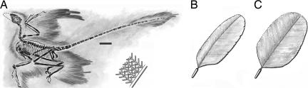 Feathers of M. gui . ( A ) Holotype of M. gui [Institute of Vertebrate Paleontology and Paleoanthropology (IVPP) V13352] as preserved [modified from Xu et al. ( 12 )]. (Scale bar, 5 cm.) ( B ) The long feathers on the hand and metatarsal sections had evolved for flight; they were asymmetric with interlocking barbules. ( C ) In the rest of the wing and hindleg, the feathers are symmetric ( 10 ).