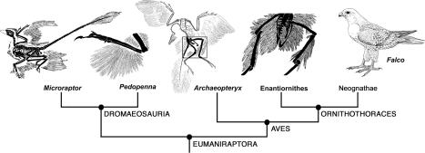 A simple cladogram of eumaniraptoran theropods showing the distribution of leg feathers in selected taxa (modified from refs. 23 , 25 , and 26 ). In Microraptor , the contour feathers are present on the femur, tibia, and metatarsus, but only the metatarsal feathers are asymmetric and form the ventral wing of the biplane design; the feathers on the femur and tibia are symmetric ( 12 ). In Pedopenna , long metatarsal feathers are present to form the ventral wing of the biplane layout, but they app