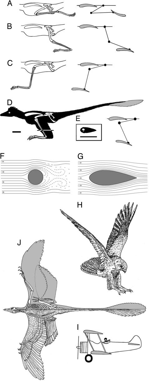 Wing planform of Microraptor . ( A–D ) Different possible hindlimb postures during flight. ( A ) Hindlimb backwardly directed as in modern birds. ( B–D ) Biplane configuration. ( B ) Hindlimb backwardly sloping position. ( C ) Hindlimb forwardly sloping in predatory strike position. ( D ) Hindlimb in z-fashion with a body silhouette showing the animal in lateral view with an upwardly tilted tail for pitch control. ( E ) Cross-section of the tibia–fibula showing a streamlining and stretching effe