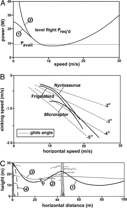 Flight performance of Microraptor . ( A ) Power curves (steady level flight) for Microraptor . The horizontal line represents the estimated maximum continuous power available. Two curves are shown for the level flight power required. Curve 1 is from streamtube theory ( 20 ), and curve 2 is based on the simpler aircraft theory ( 22 ). They converge for speeds of greater than ≈6 m/s. ( B ) Glide polars for Microraptor , compared with a seabird (frigatebird, M = 1.5 kg) and a pterosaur ( Nyctosauru
