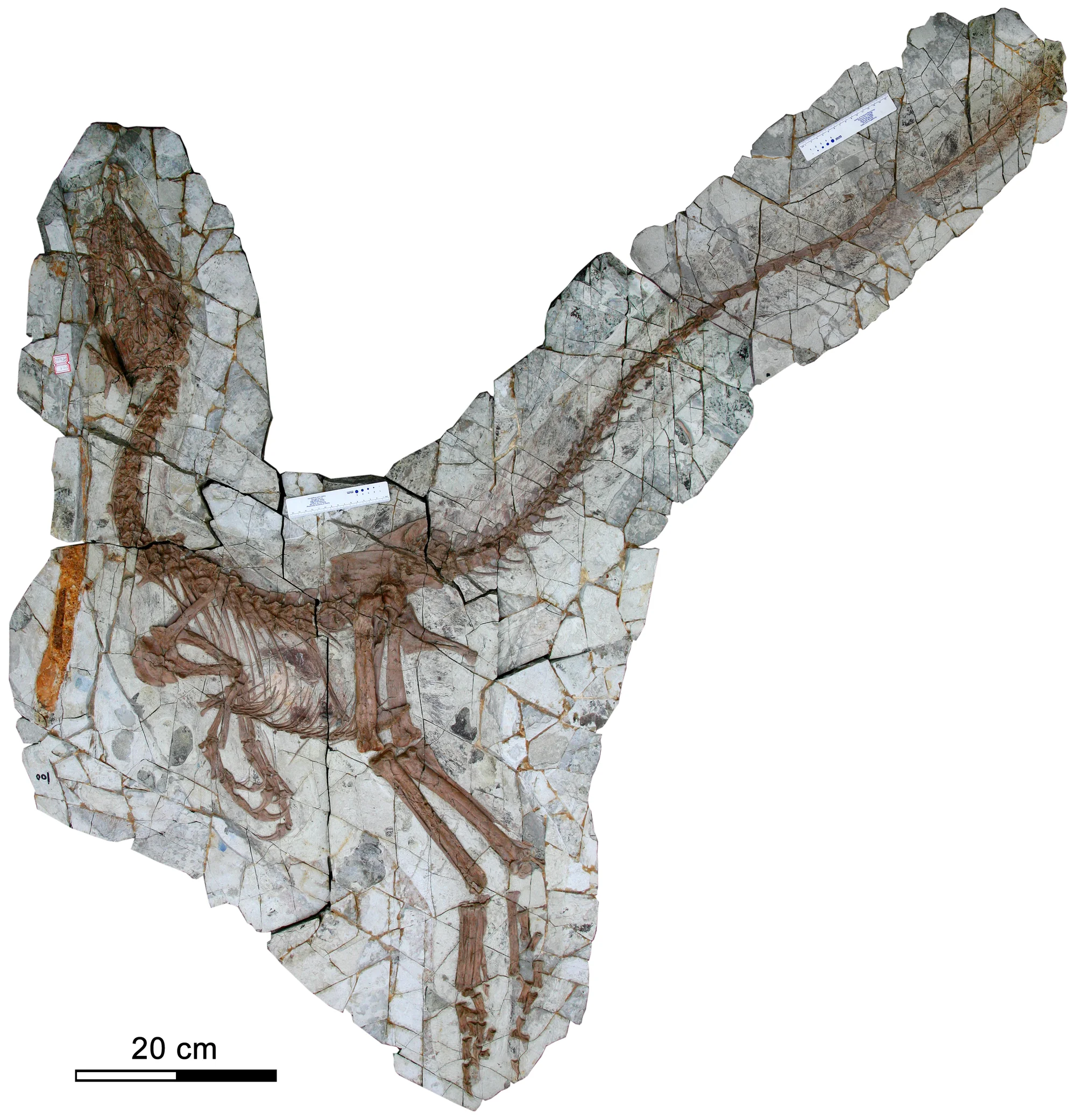 Figure 1. Holotype of Sinocalliopteryx gigas (JMP-V-05-8-01).