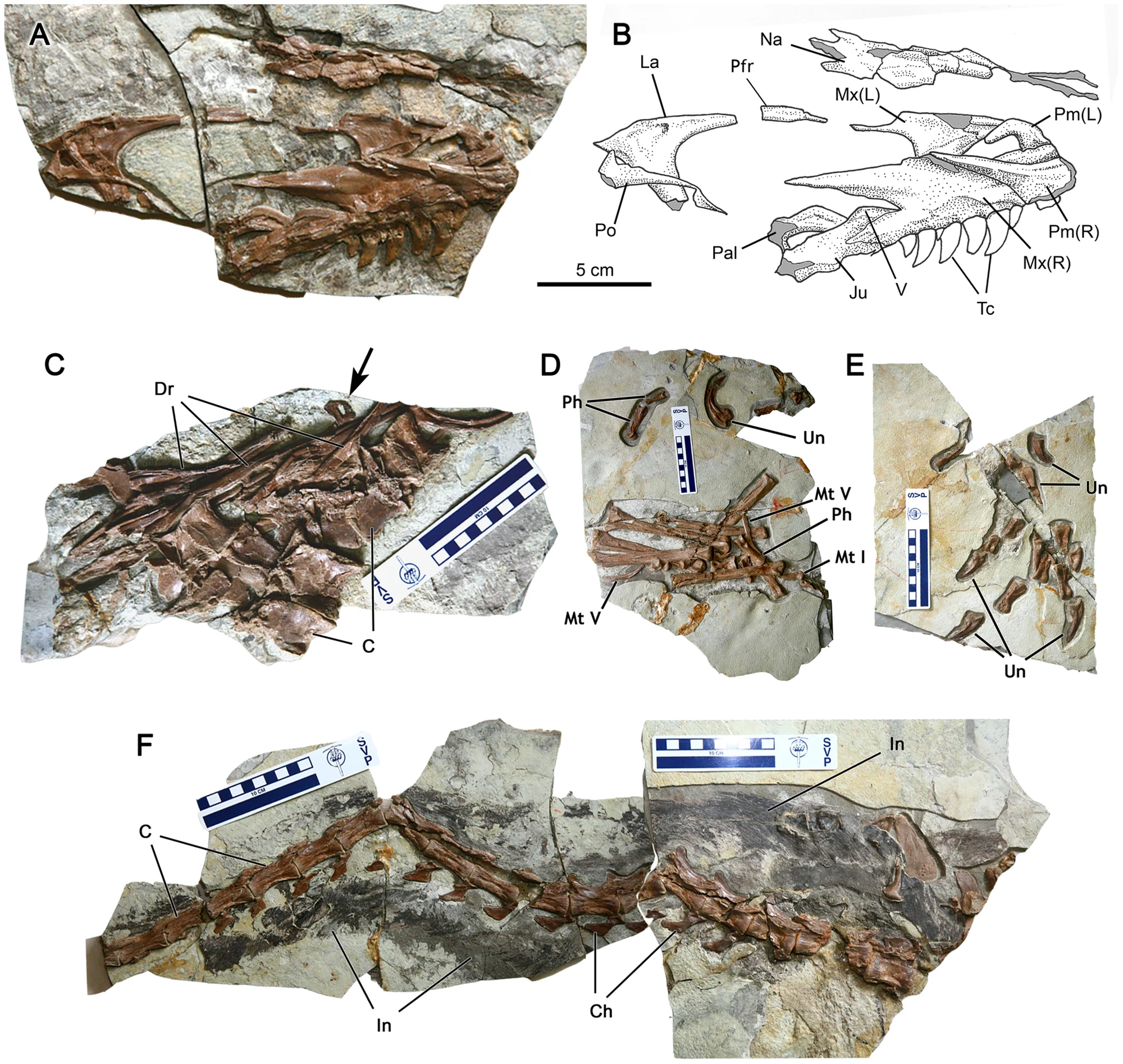 Figure 2. Sinocalliopteryx gigas (CAGS-IG-T1), partial skeleton. A, B; skull; C, dorsal vertebrae and ribs.