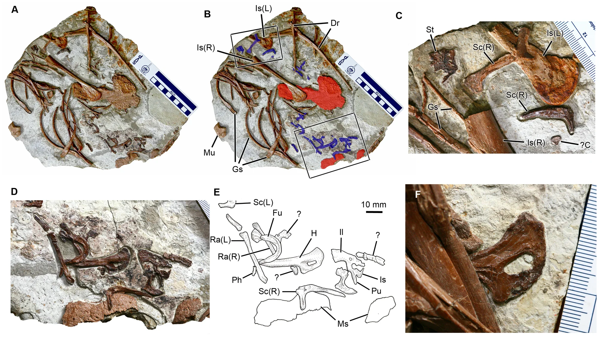 Figure 3. Abdominal contents of Sinocalliopteryx gigas (CAGS-IG-T1).