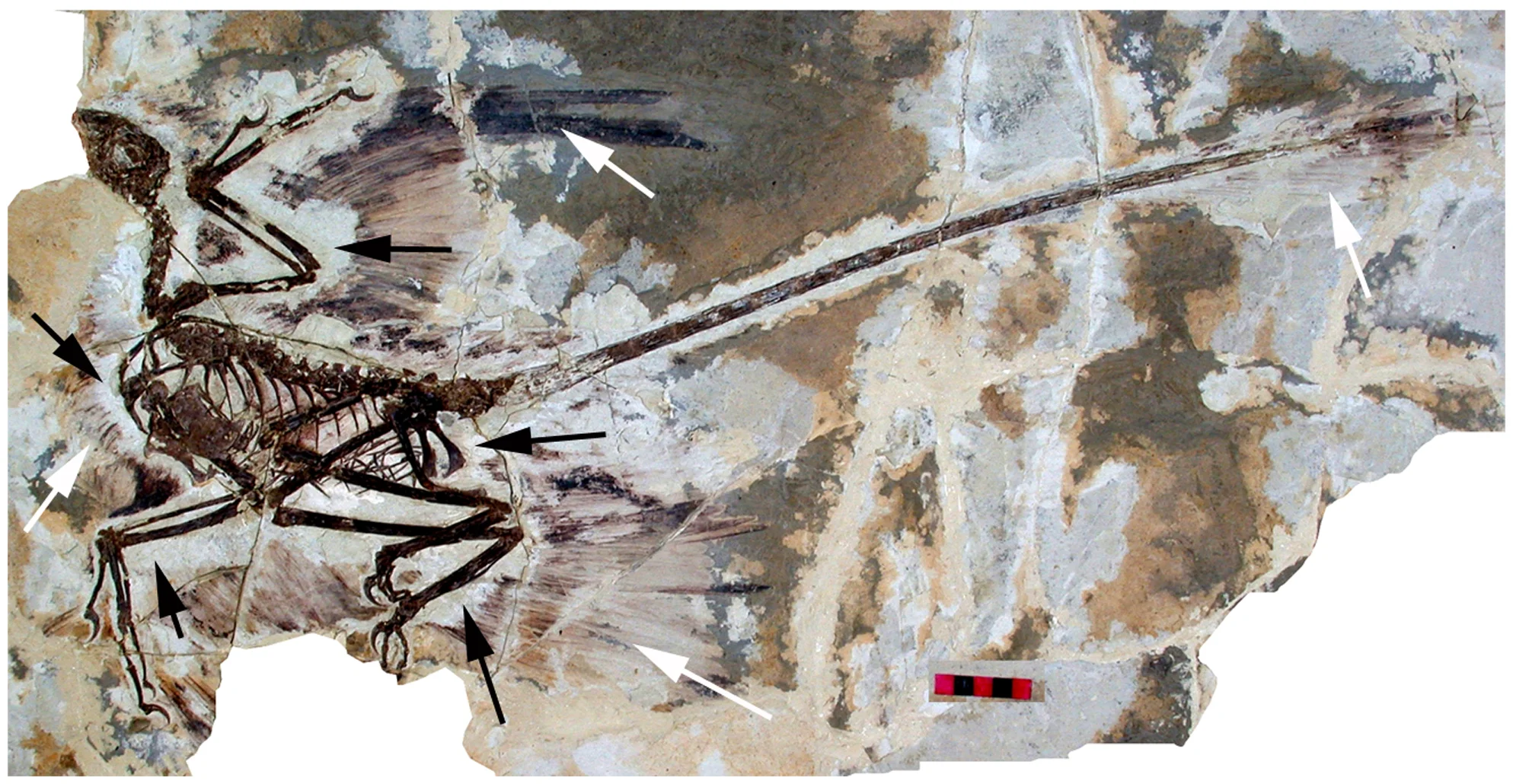 Figure 1. The holotype of Microraptor gui , IVPP V 13352 under normal light.