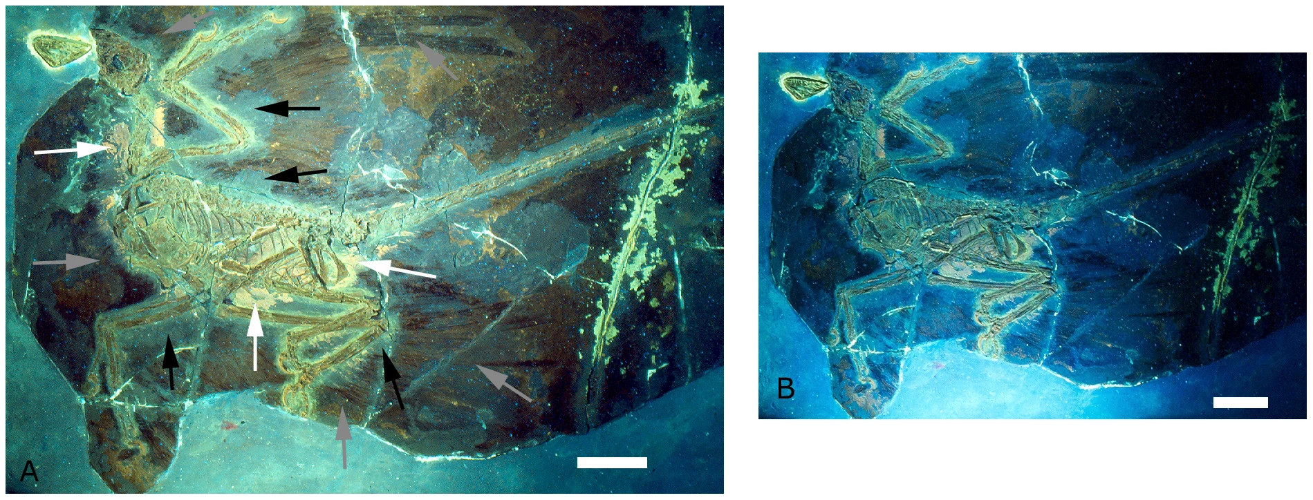 Figure 2. The holotype of Microraptor gui , IVPP V 13352 under UV light.