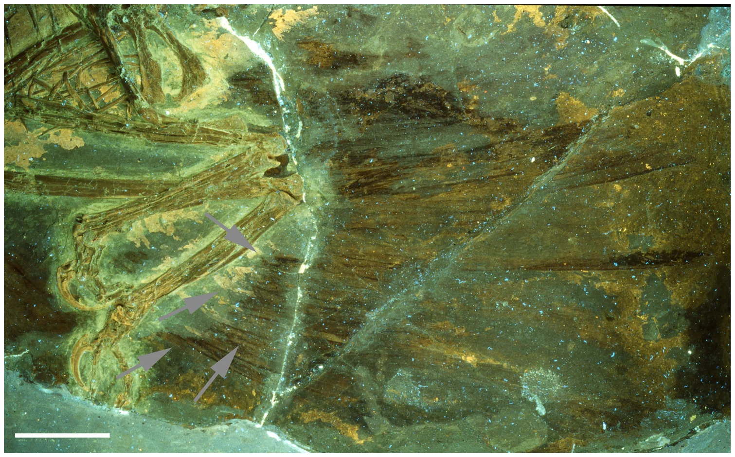 Figure 3. Close up of lower hindlimb of the holotype under UV light.