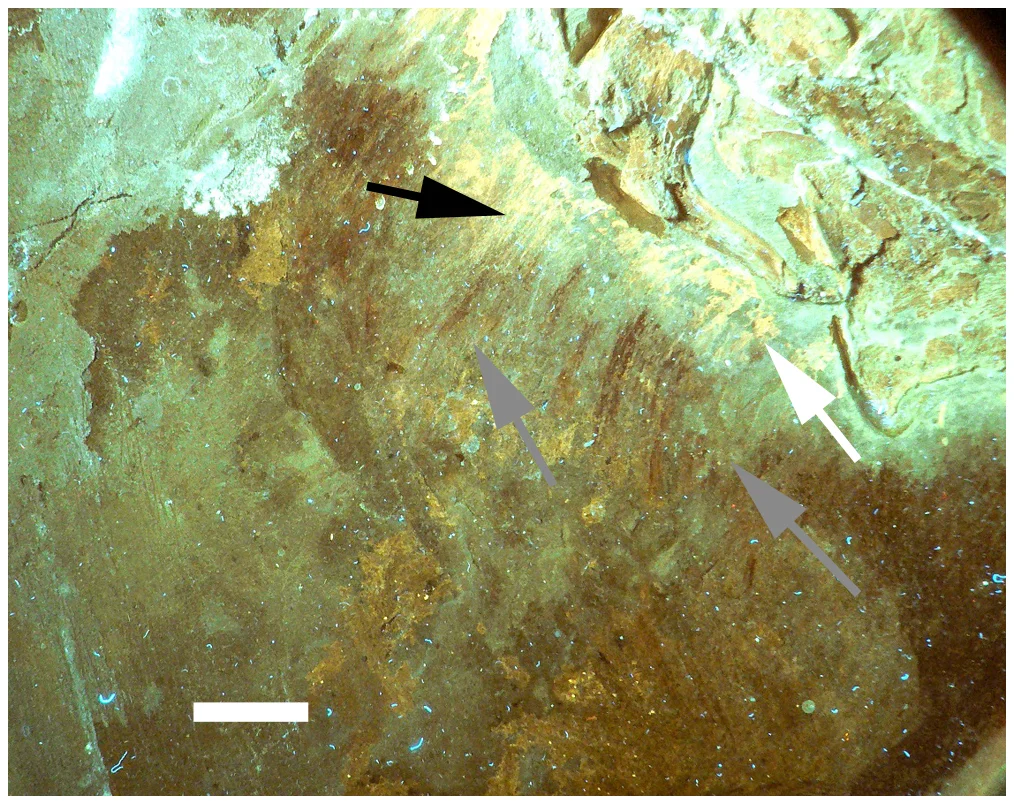 Figure 4. Close up of the chest of the holotype, close to the sternal plates under UV light.