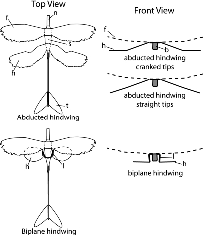 Top and front views of the different configurations of the flight model. ( Top View ) Tracing showing the abducted hindwing and the biplane hindwing configurations. All components are the same except for the hindwings. ( Front View ) Schematic view showing the three hindwing configurations (dashed lines, forewings; solid lines, hindwings). Lengths, angles, and proportions are to scale. b, Polystyrene foam body; f, forewing; h, hindwing; l, aluminum wire leg skeleton (streamlined fairing omitted 