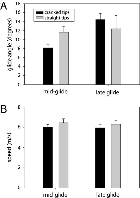 ( A ) Average of glide angles measured in the middle third (“mid-glide”) and last third (“late glide”) of the videotaped glides. ( B ) Average of air speeds measured in the middle third and last third of the videotaped glides. Error bars show SE.