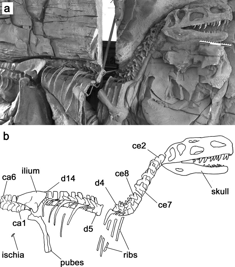 The mounted skeleton of Monolophosaurus jiangi