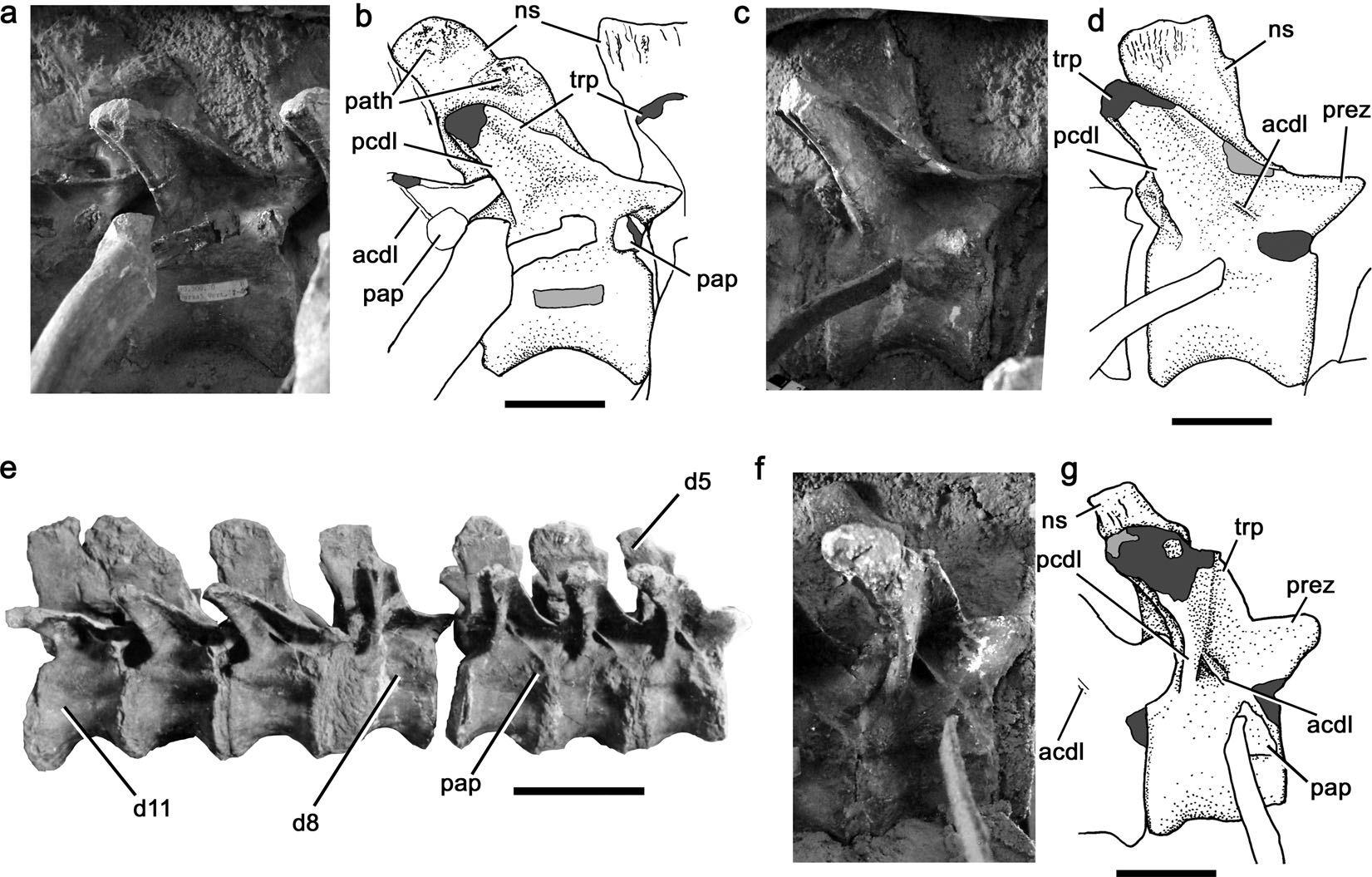 CT-scan images of the fourth and ﬁfth cervical vertebrate of IVPP 84019: (a) left lateral X-ray view; (b–e) successively