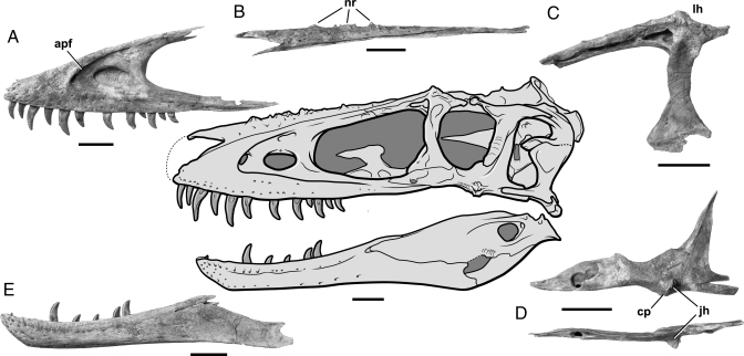 Skull reconstruction of A. altai , based on the holotype (IGM 100/1844) and photos of individual bones of the holotype. ( A ) Left maxilla in lateral view. ( B ) Left nasal in lateral view. ( C ) Left lacrimal in lateral view. ( D ) Left jugal in lateral and dorsal views. ( E ) Left dentary in lateral view. apf, accessory promaxillary fenestra; cp, cornual process of jugal; jh, jugal horn; lh, lacrimal hornlet; nr, nasal rugosities. (Scale bars, 5 cm.)