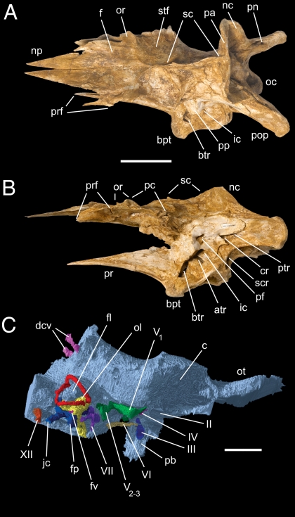 Braincase of A. altai (IGM 100/1844). ( A and B ) Photographs in dorsal ( A ) and left lateral ( B ) views. ( C ) A digital endocast reconstructed from computed tomography. atr, anterior tympanic recess; btp, basipterygoid process; btr, basipterygoid recess; c, cerebrum; cr, columellar recess; dcv, caudal middle cerebral vein; f, frontal; fl, flocculus; fp, fenestra pseudorotunda; fv, fenestra vestibuli; ic, internal carotid recess; jc, jugular canal (nerves X and XI); nc, nuchal crest of pariet