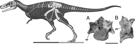 Skeletal reconstruction of A. altai , based on the holotype (IGM 100/1844) and photos of individual bones of the holotype. ( A ) Midcervical vertebra in anterior view. ( B ) Midcervical vertebra in right lateral view. ap, anterior pneumatic pocket on transverse process; pp, pneumatic pocket on the web of bone above the transverse process. (Scale bar for the reconstruction, 2 m; scale bar for the vertebrae photos, 5 cm.)