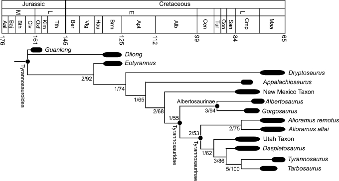 The strict consensus of four most-parsimonious trees recovered by the phylogenetic analysis (626 steps; consistency index = 0.60; retention index = 0.65) scaled against the Jurassic and Cretaceous time scale. The analysis places Alioramus as a derived tyrannosaurid and the most basal member of Tyrannosaurinae, the subclade that also includes Daspletosaurus , Tarbosaurus , and Tyrannosaurus . Numbers next to nodes denote Bremer support/bootstrap values (1,000 interations). Thick black bars repres