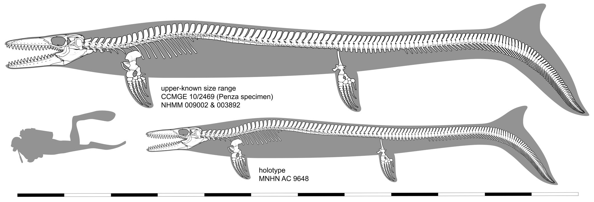 Skeletal comparative diagram of Mosasaurus hoffmannii: holotype MNHN AC 9648 (bottom) and upper-known size range CCMGE 10/2469 (Penza specimen) and NHMM 009002 and 003892 (top). Human diver silhouette provides scale.