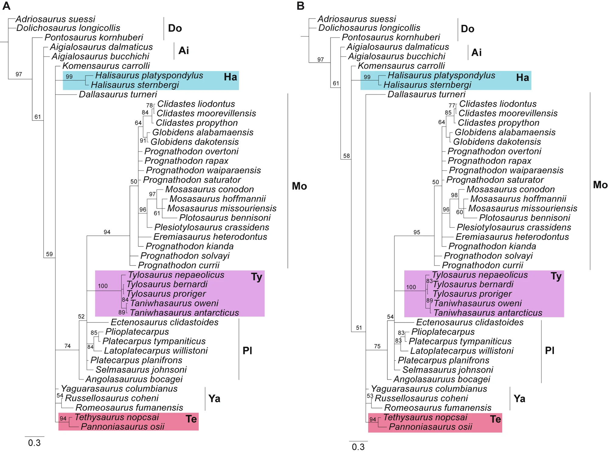 Fig 2. Bayesian majority rule consensus tree drawn from 15,002 posterior trees (lognormal prior on rate variation across characters).