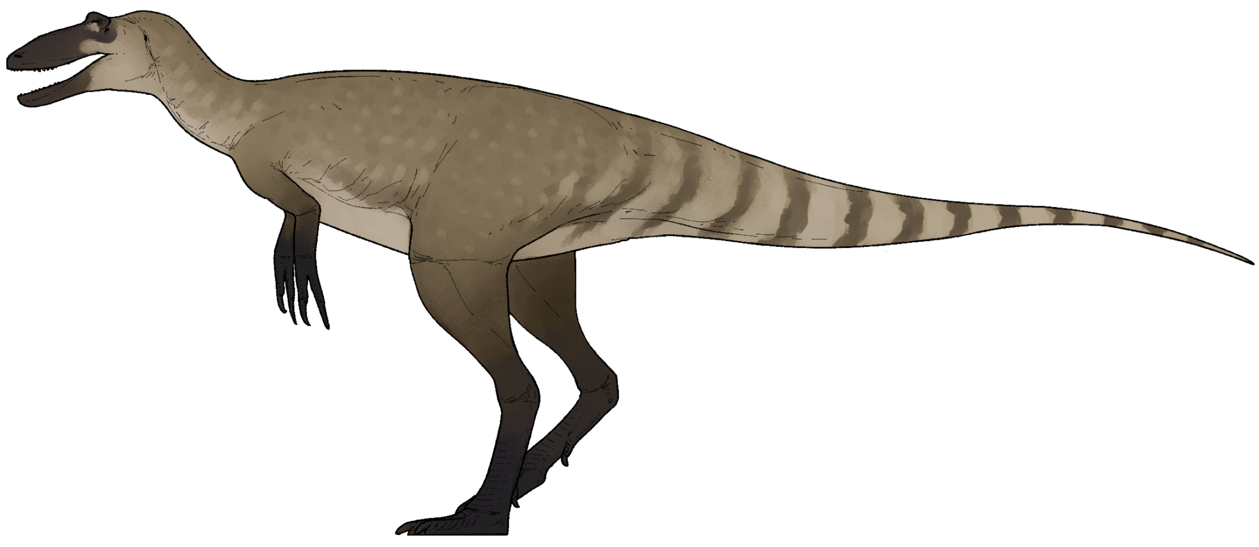 Nanotyrannus lancensis