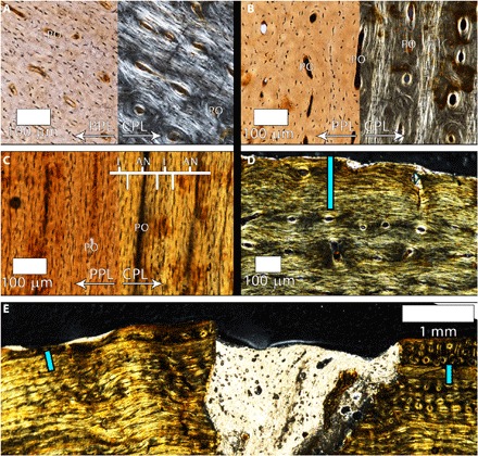 ( A ) Mid-cortex of the transverse thin section of BMRP 2002.4.1. Plane-polarized light (PPL) emphasizes osteocyte lacuna density and variability in shape within the laminae, as well as longitudinal primary osteons. In CPL, there is a weak preferred fiber arrangement parallel to the transverse plane of section reflected by regional birefringence. Many primary osteons (POs) have uniformly isotropic fibers with rounded osteocyte lacunae. ( B ) Mid-cortex of the transverse thin section of BMRP 2006