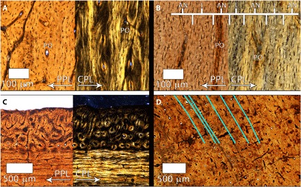 ( A ) Transverse mid-cortex thin section of BMRP 2002.4.1. Longitudinal POs are evident, and PPL emphasizes osteocyte lacuna density and variability in shape within laminae. CPL reveals varying birefringence associated with bone fiber orientation, but with a weak arrangement of fibers parallel to the transverse plane of section. Many POs are composed of highly isotropic fibers with rounded osteocyte lacunae. ( B ) Longitudinal thin section of the mid-cortex of BMRP 2002.4.1. Vascular canals appe